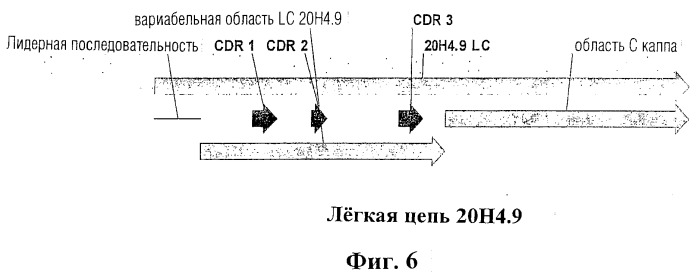 Человеческие антитела против человеческого 4-1вв (cd137) (патент 2376316)