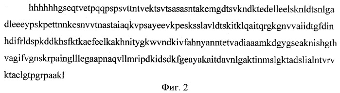 Рекомбинантная днк, обеспечивающая получение рекомбинантного белка pb1, обладающего протективными свойствами в отношении streptococcus pyogenes и streptococcus agalactiae (патент 2378374)