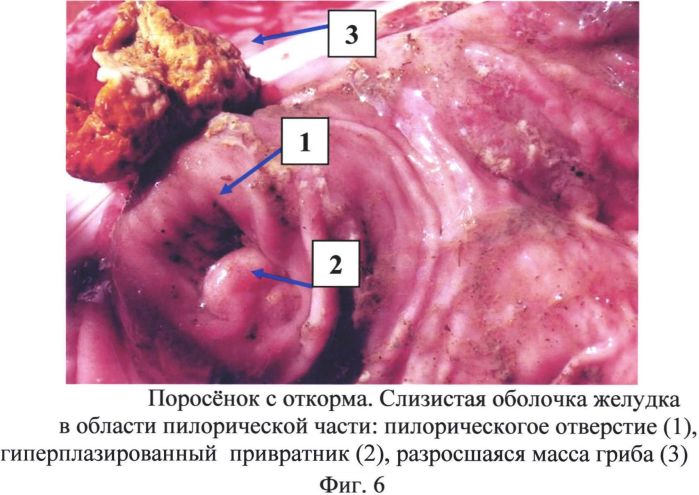 Способ вскрытия желудка свиней для проведения патоморфологических исследований (патент 2559150)