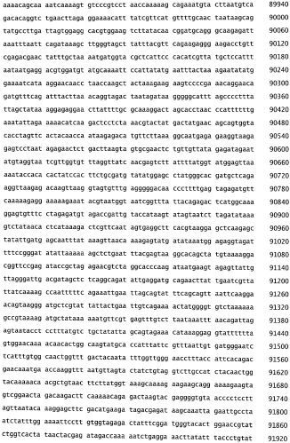 Бактериофаг, обладающий активностью против pseudomonas aeruginosa, белки бактериофага и способы их применения (патент 2580248)