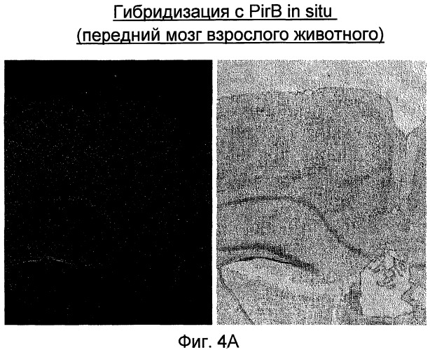 Модуляторы нейрональной регенерации (патент 2447449)