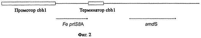 Новая протеаза грибов и ее применение (патент 2566549)