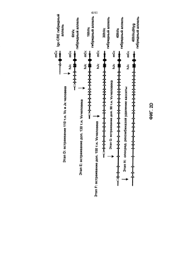 Мыши adam6 (патент 2582261)