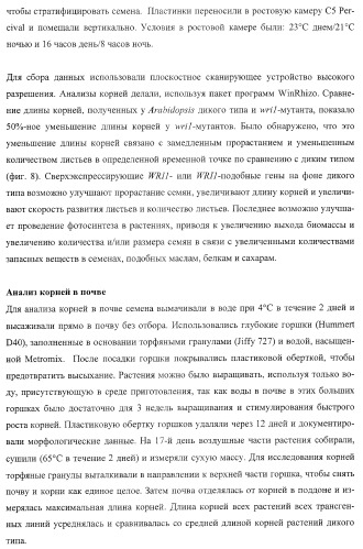 Молекулы нуклеиновых кислот, кодирующие wrinkled1-подобные полипептиды, и способы их применения в растениях (патент 2385347)