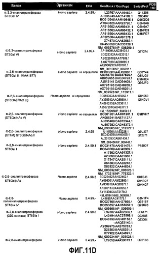 Гликопэгилированный гранулоцитарный колониестимулирующий фактор (патент 2400490)