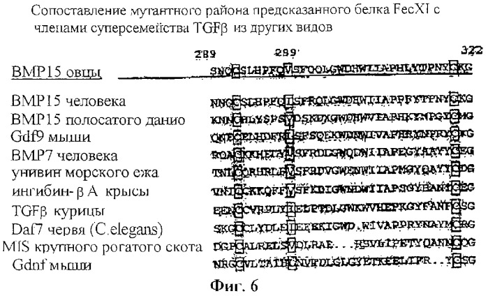 Нуклеотидные последовательности, участвующие в увеличении или уменьшении скорости овуляции у млекопитающих (патент 2283866)
