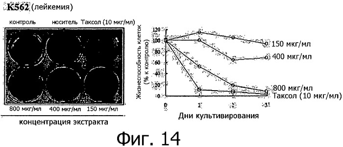 Противораковая композиция, включающая линию клеток, полученную из камбия и прокамбия стебля тисса (taxus) (патент 2440820)