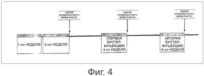 Стабильный вектор конститутивно высокой экспрессии для получения вакцины против впч и трансформированные этим вектором рекомбинантные молочнокислые бактерии (патент 2492240)