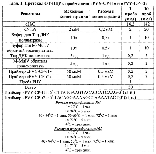 Набор праймеров для амплификации полной нуклеотидной ср-гена potato virus y методом от-пцр (патент 2562106)