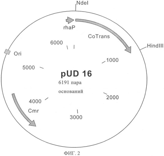 Нитрилгидратаза из rhodococcus (патент 2385932)