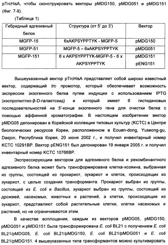 Биоадгезив мидии (патент 2349599)