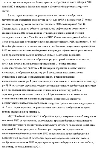 Способы и композиции для экспрессии антисмысловой вирусной рнк в клетках собаки (патент 2457250)