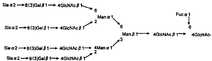 L-фукоза α1→6 специфичный лектин (патент 2524425)
