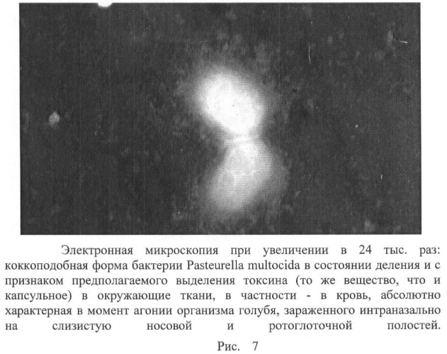 Способ стандартизации контрольно-производственного штамма бактерий pasteurella multocida (патент 2445367)