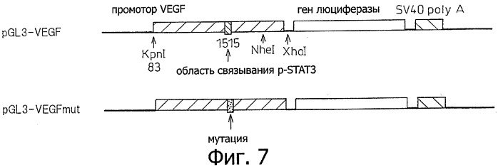 Терапевтический агент для мезотелиомы (патент 2554942)