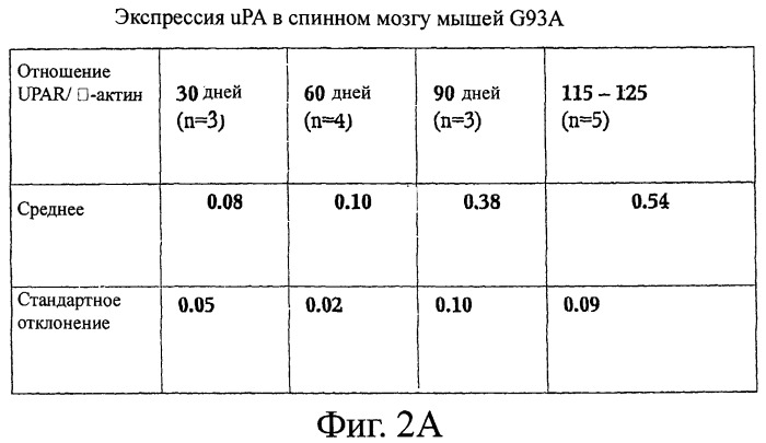 Применение ингибиторов урокиназы для лечения и/или предупреждения невропатологических заболеваний (патент 2410087)