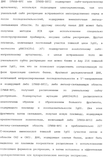 Белок ifnab-bpi, его предшественник, молекула днк, экспрессирующий вектор, способ продуцирования, фармацевтическая композиция для ингибирования активности ifn-  или ifn-  (патент 2336279)