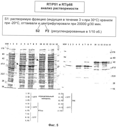 Вакцина для предупреждения и лечения вич-инфекции (патент 2441878)