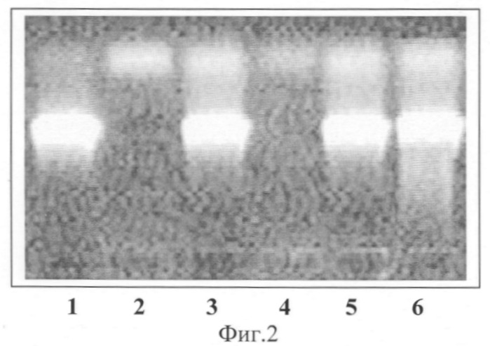 Способ диагностики helicobacter pylori-инфекции (патент 2265219)