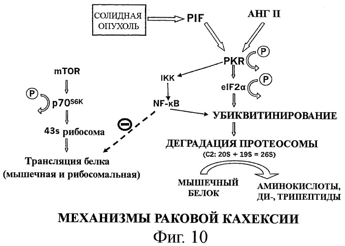 Способы лечения потери мышечной массы (патент 2414897)