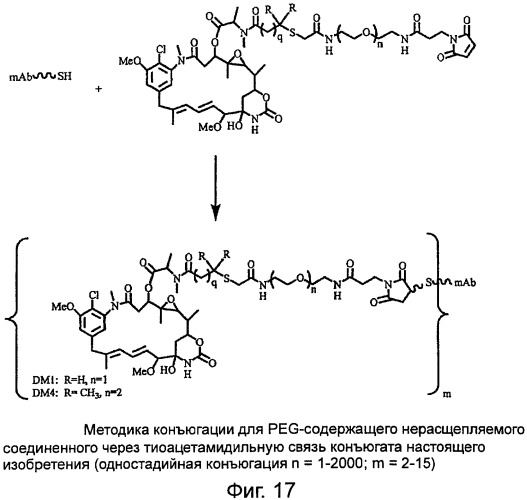 Высокоэффективные конъюгаты и гидрофильные сшивающие агенты (линкеры) (патент 2487877)