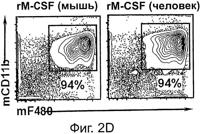 Гуманизированные m-csf мыши (патент 2577978)