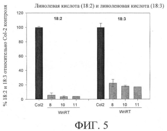 Молекулы нуклеиновых кислот, кодирующие wrinkled1-подобные полипептиды, и способы их применения в растениях (патент 2385347)