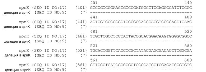 Штаммы spnk (патент 2580015)