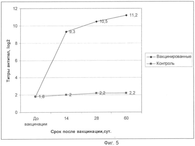 Вакцина ассоциированная против ньюкаслской болезни, реовирусного теносиновита и метапневмовирусной инфекции птиц инактивированная эмульсионная (патент 2480238)