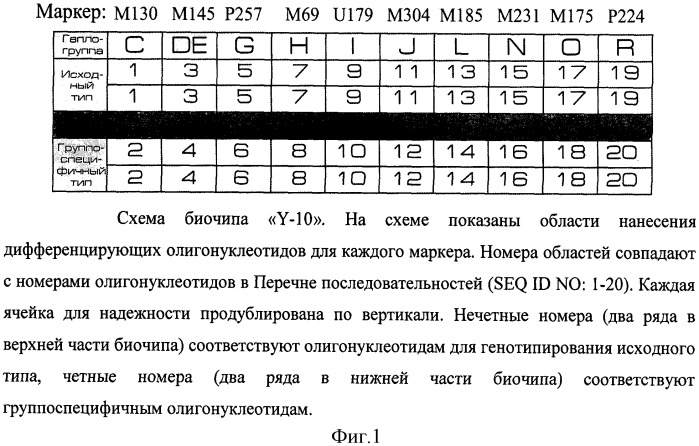 Набор дифференцирующих нуклеотидов и биочип для применения в способе генотипирования маркеров гаплогрупп y-хромосомы человека: m130 (c), м145 (de) (патент 2539733)