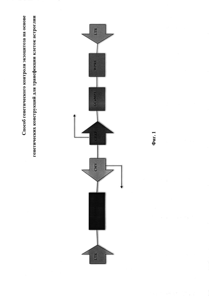 Способ генетического контроля экзоцитоза на основе генетических конструкций для трансфекции клеток астроглии (патент 2633691)