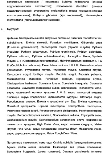 Новые последовательности нуклеиновых кислот и их применение в способах достижения устойчивости к патогенам в растениях (патент 2346985)