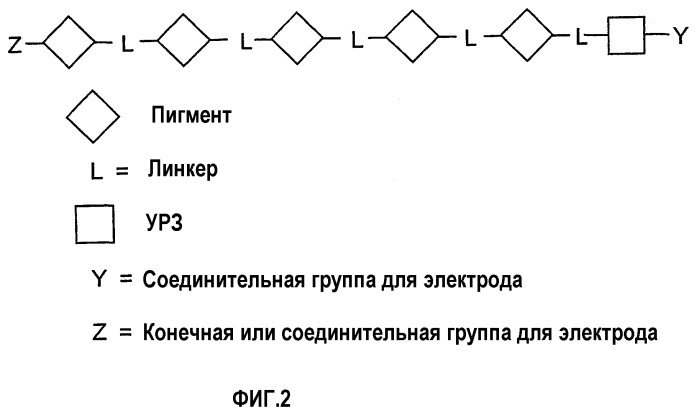 Солнечные элементы, включающие в себя цепочки для аккумуляции света (патент 2264677)