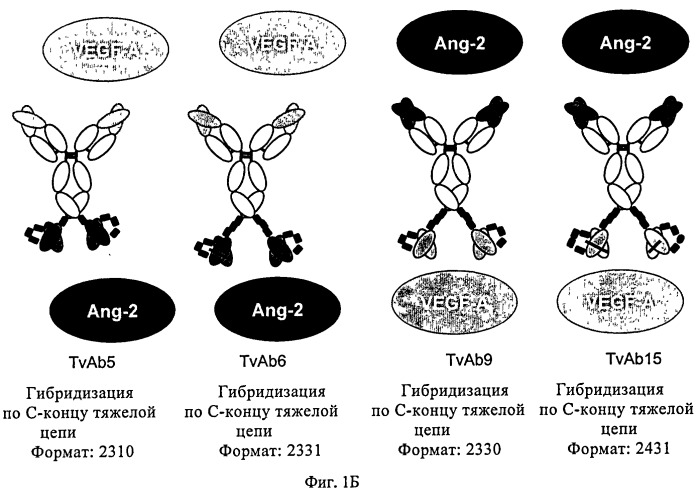 Биспецифические анти-vegf/анти-ang-2 антитела (патент 2542382)