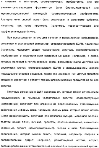 Человеческие моноклональные антитела к рецептору эпидермального фактора роста (egfr), способ их получения и их использование, гибридома, трансфектома, трансгенное животное, экспрессионный вектор (патент 2335507)