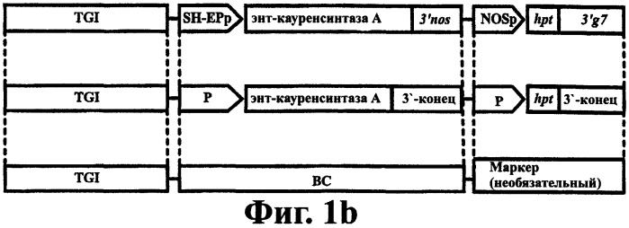 Молекулярный контроль сегрегации трансгенов и их утечки с использованием системы возмещаемого блокирования функции (патент 2270866)