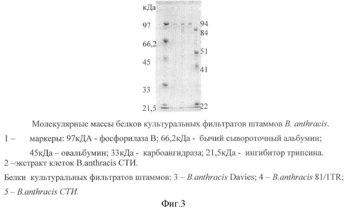 Способ идентификации bacillus anthracis с дифференциацией штаммов по продукции капсулы, протективного антигена и антигенов s-слоя (патент 2376385)