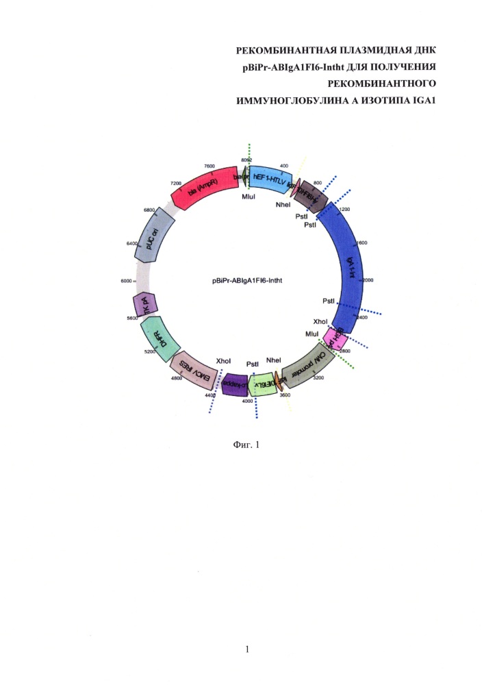 Рекомбинантная плазмидная днк pbipr-abiga1fi6-intht для получения рекомбинантного иммуноглобулина а изотипа iga1 (патент 2664184)