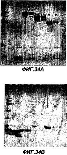 Иммунизация против chlamydia trachomatis (патент 2331435)