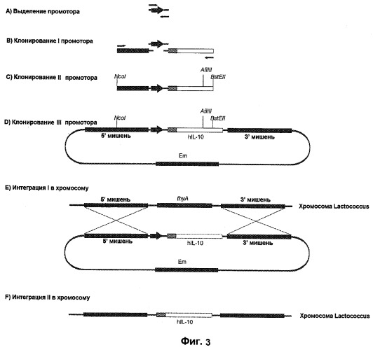 Промоторы lactococcus и их применение: (патент 2495129)