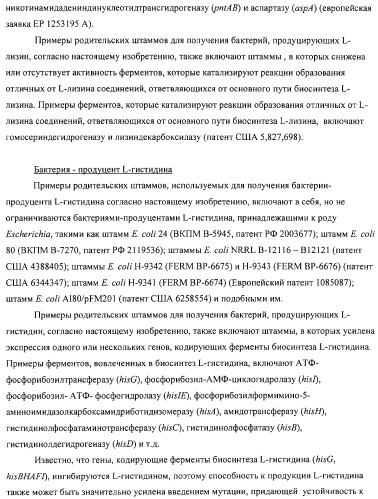 Способ получения l-аминокислот с использованием бактерии, принадлежащей к роду escherichia (патент 2312893)