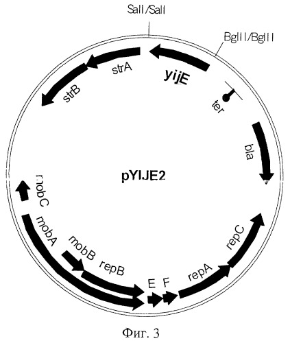 Способ получения инозина и 5&#39;-инозиновой кислоты, штамм escherichia coli - продуцент инозина (патент 2244003)