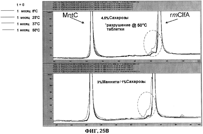 Стабильные иммуногенные композиции антигенов staphylococcus aureus (патент 2570730)