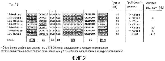 Связывающая мср-1 нуклеиновая кислота и ее применение (патент 2542973)