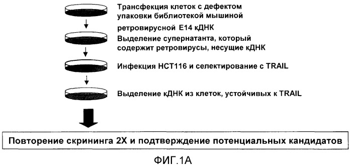 Композиция и способ лечения опухолей (патент 2500815)