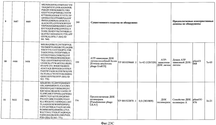 Бактериофаг, обладающий активностью против pseudomonas aeruginosa, белки бактериофага и способы их применения (патент 2580248)