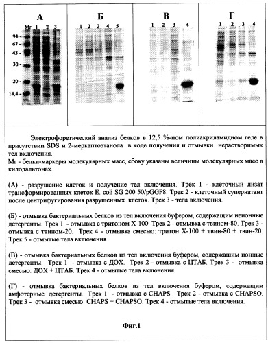 Способ получения, выделения, очистки и стабилизации рекомбинантного гранулоцитарного колониестимулирующего фактора человека, пригодного для медицинского применения, и иммунобиологическое средство на его основе (патент 2278870)