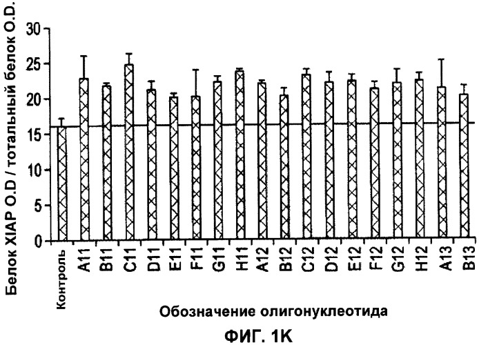 Лечение пролиферативных заболеваний с использованием антисмыслового олигомера iap и химиотерапевтического препарата (патент 2376018)