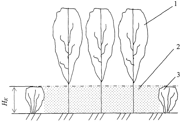 Способ формирования влагообеспеченной конструкции лесополосы (патент 2443101)