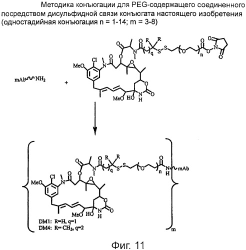 Высокоэффективные конъюгаты и гидрофильные сшивающие агенты (линкеры) (патент 2487877)